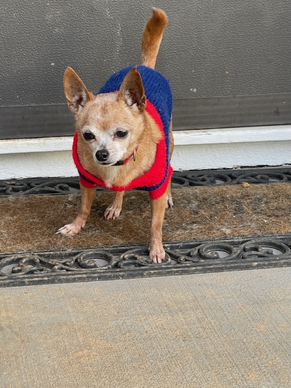 Denzel and Cameron *Bonded Pair*, a Adoptable Chihuahua in Durham, NC image 5/5