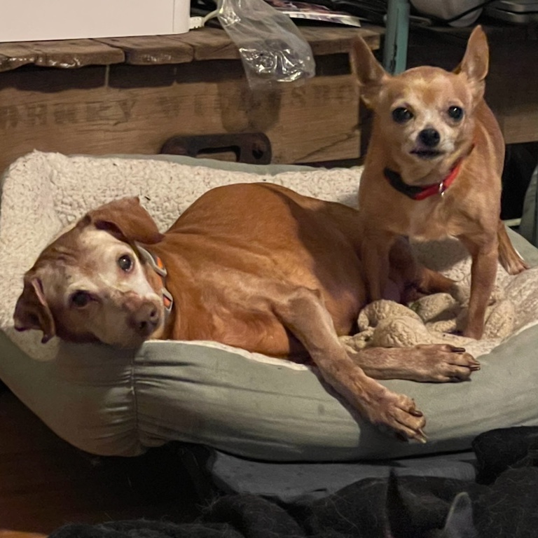 Denzel and Cameron *Bonded Pair*, a Adoptable Chihuahua in Durham, NC image 1/5