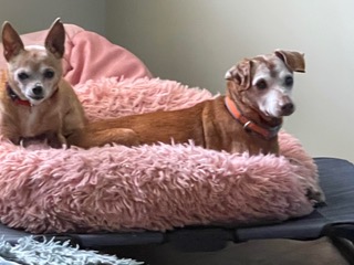 Denzel and Cameron *Bonded Pair*, a Adoptable Chihuahua in Durham, NC image 2/5