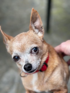 Denzel and Cameron *Bonded Pair*, a Adoptable Chihuahua in Durham, NC image 3/5