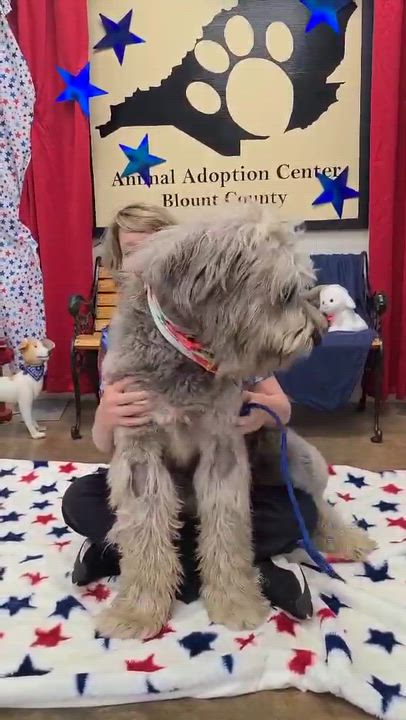 Enlarge Topher, a ADOPTABLE mixed breed in Woolwich, ME video 4/4