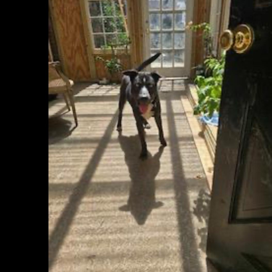 Enlarge Ricky, a Adoptable mixed breed in CUMMING, GA image 3/3