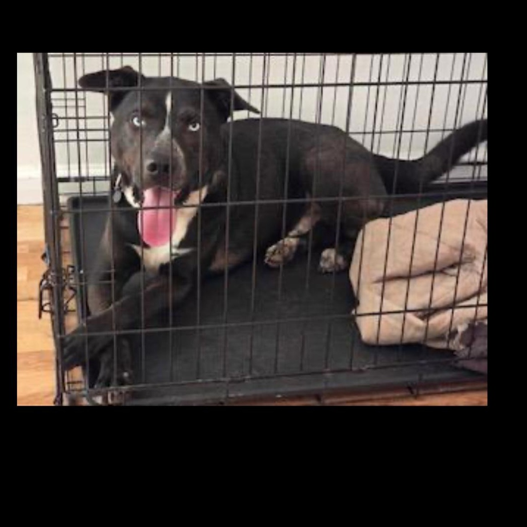 Enlarge Ricky, a Adoptable mixed breed in CUMMING, GA image 1/3