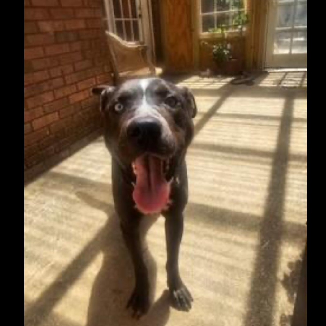 Enlarge Ricky, a Adoptable mixed breed in CUMMING, GA image 2/3