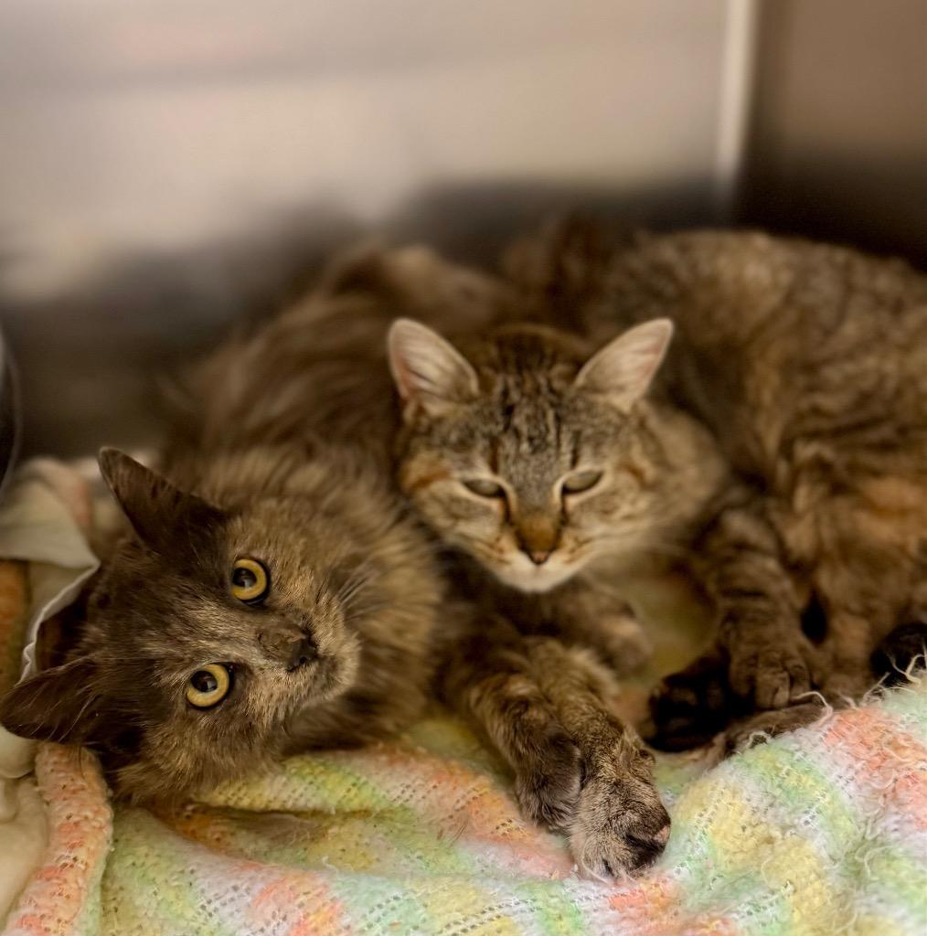 Cinnabon, Adoptable, Kitten Female Domestic Medium Hair.
