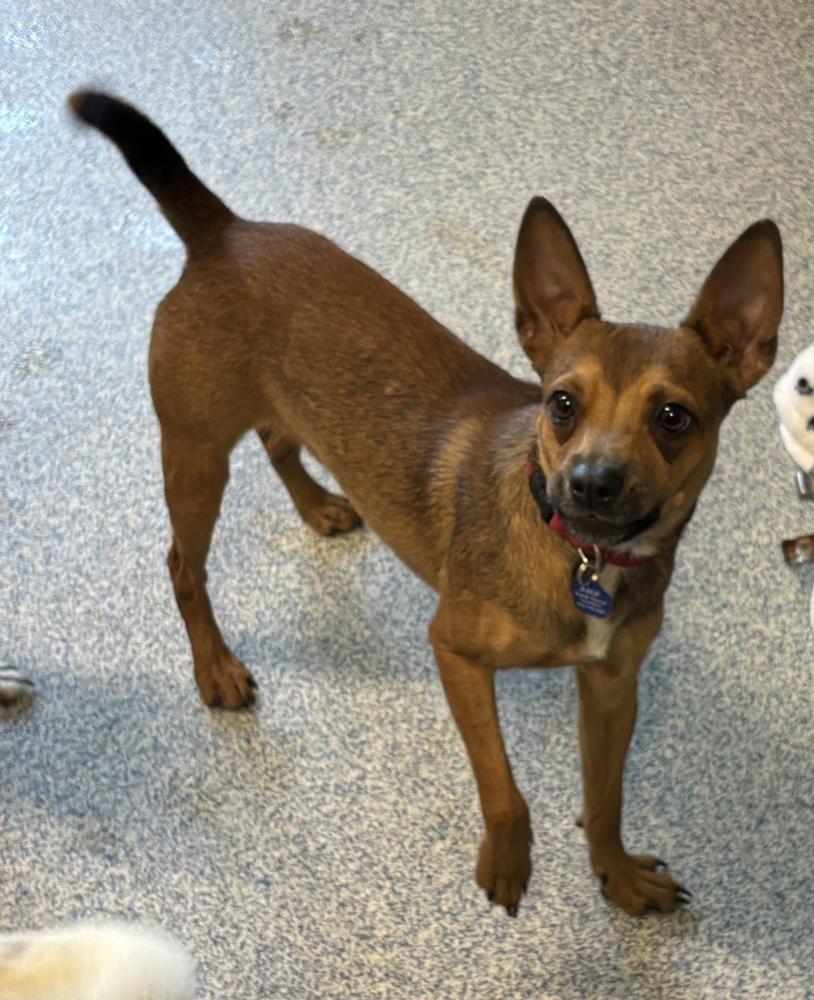 Enlarge Banjo, a Adoptable mixed breed in Bartlesville, OK image 1/1