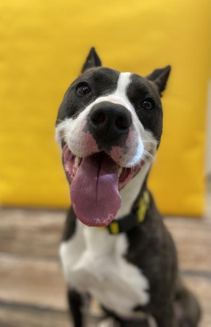 Enlarge Lola, a Adoptable mixed breed in Mount Holly, NJ image 1/3