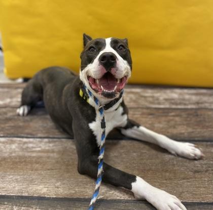 Enlarge Lola, a Adoptable mixed breed in Mount Holly, NJ image 1/3