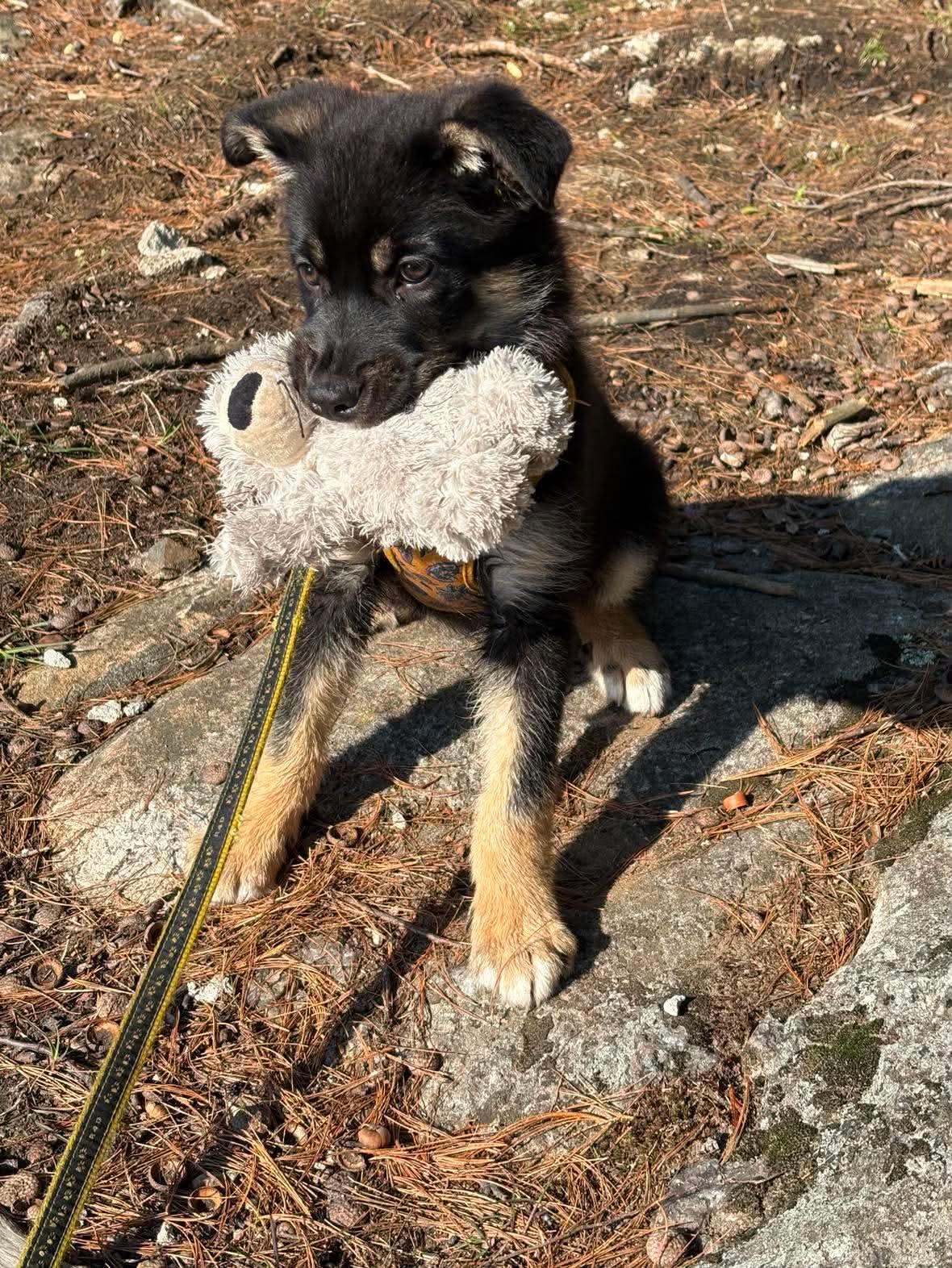 Roo, an adopted mixed breed in Markham, ON image 5/6