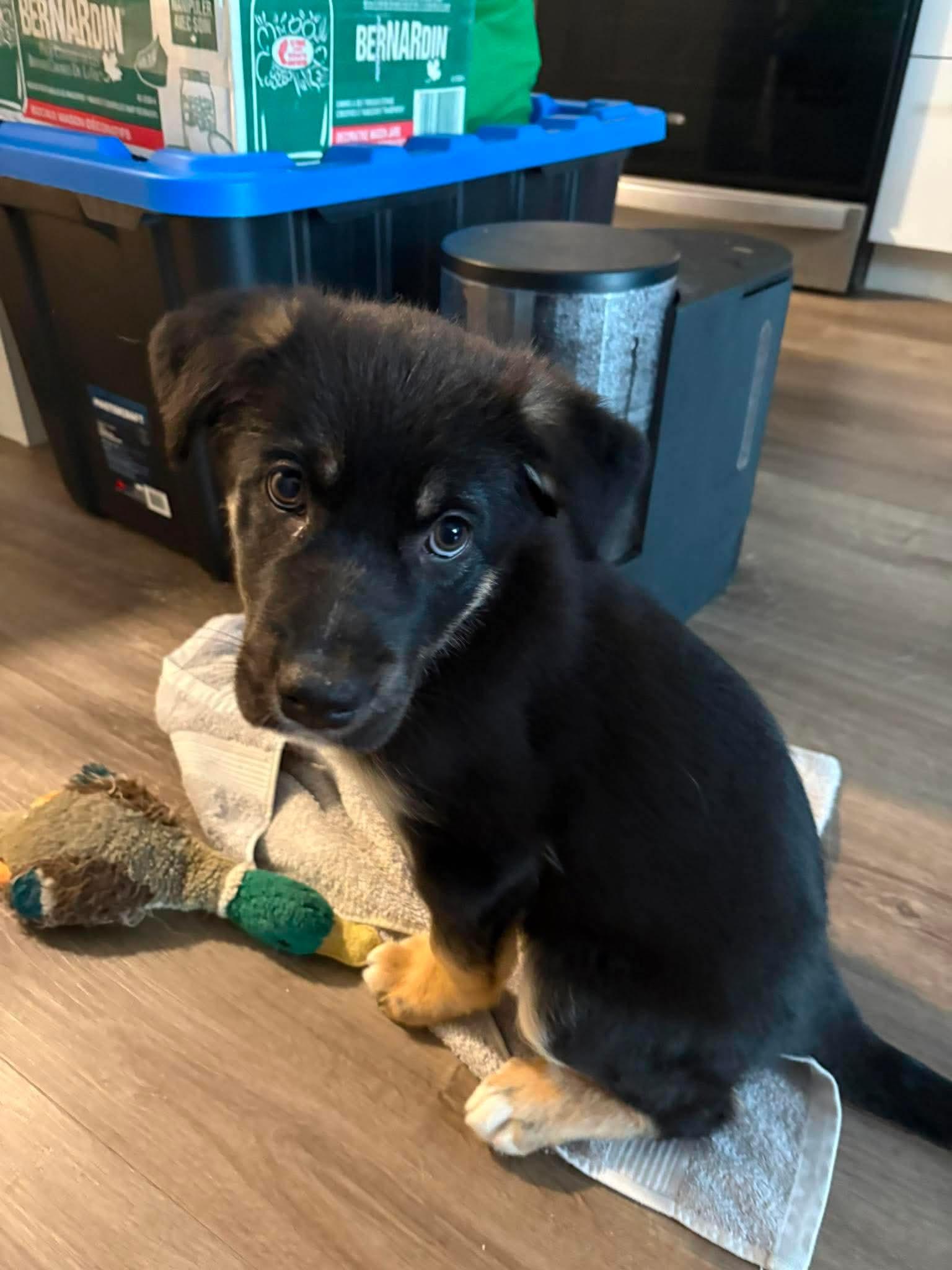 Roo, an adopted mixed breed in Markham, ON image 1/6