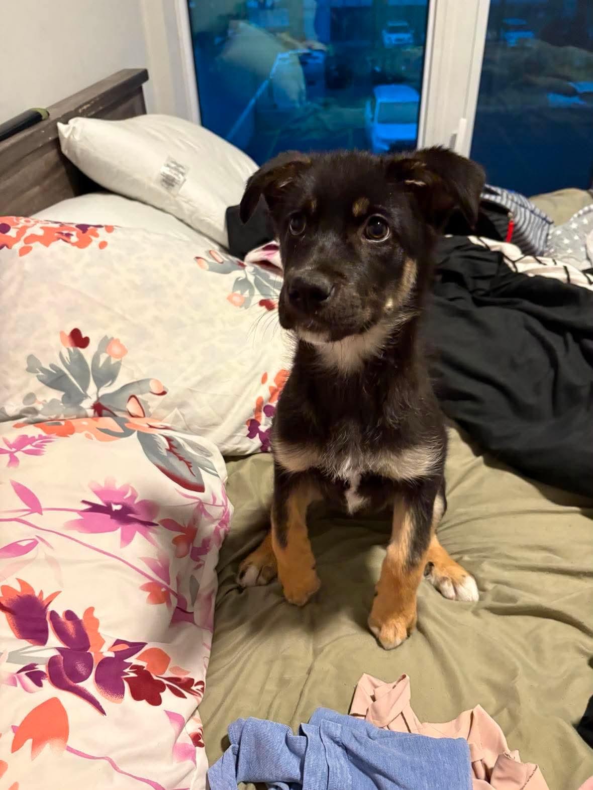 Roo, an adopted mixed breed in Markham, ON image 6/6