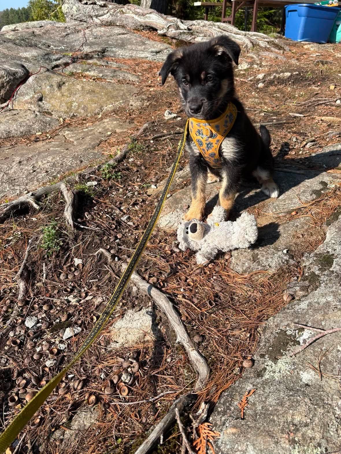 Roo, an adopted mixed breed in Markham, ON image 2/6