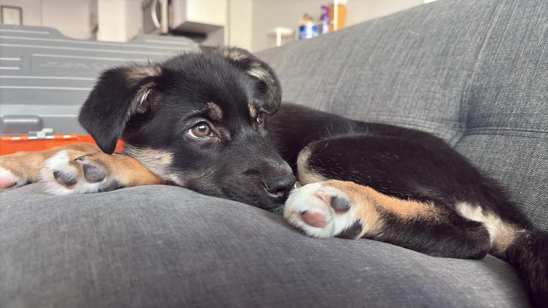 Roo, an adopted mixed breed in Markham, ON image 3/6