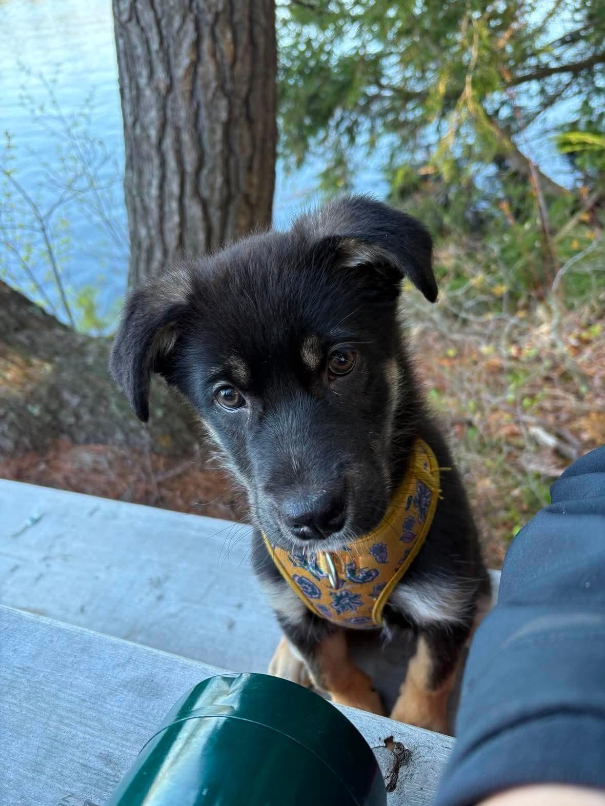 Roo, an adopted mixed breed in Markham, ON image 4/6