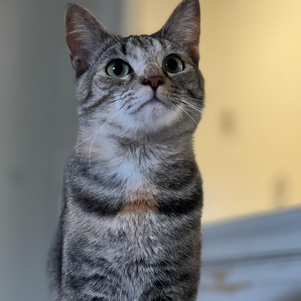 Whitney, Adoptable, Adult Female Domestic Short Hair.