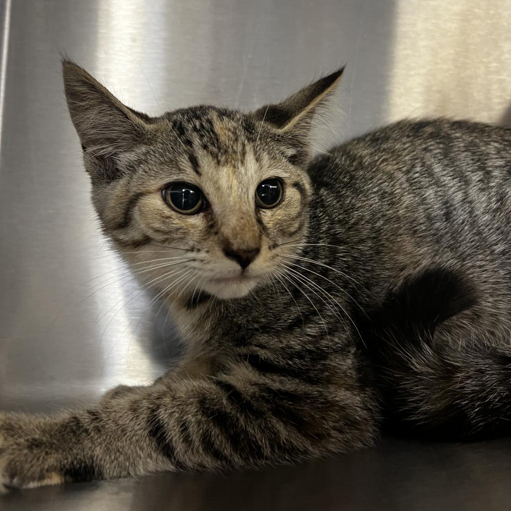 Enlarge Whitney, a Adoptable Domestic Short Hair in Harrisville, WV image 2/4