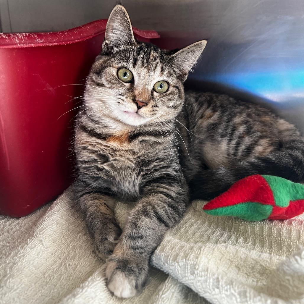 Enlarge Whitney, a Adoptable Domestic Short Hair in Harrisville, WV image 3/4