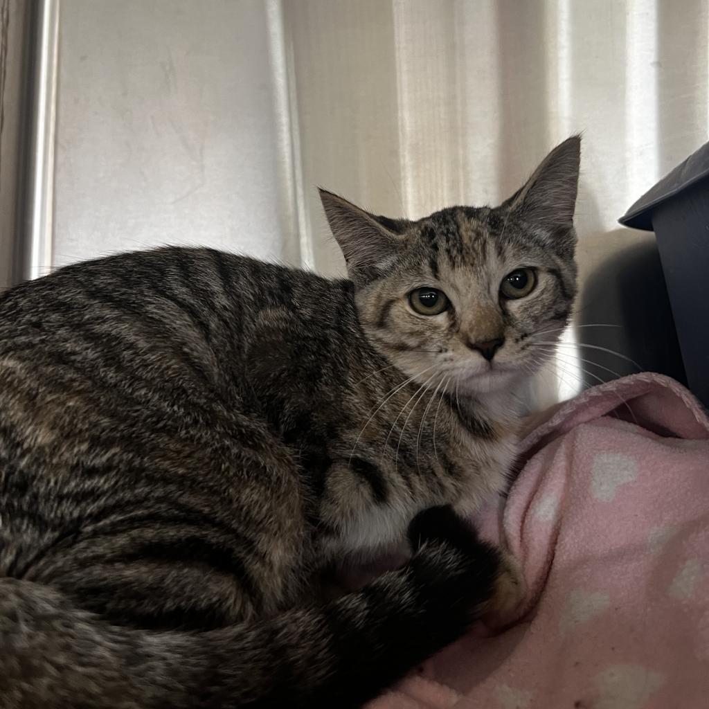 Enlarge Whitney, a Adoptable Domestic Short Hair in Harrisville, WV image 4/4