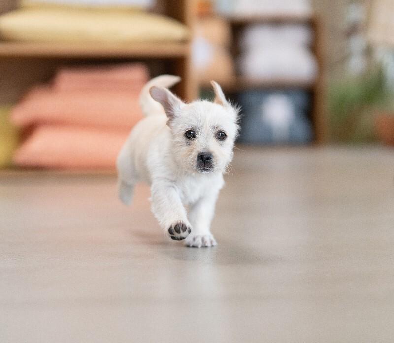 Sugar, Adoptable, Young Female Cairn Terrier & Maltese.