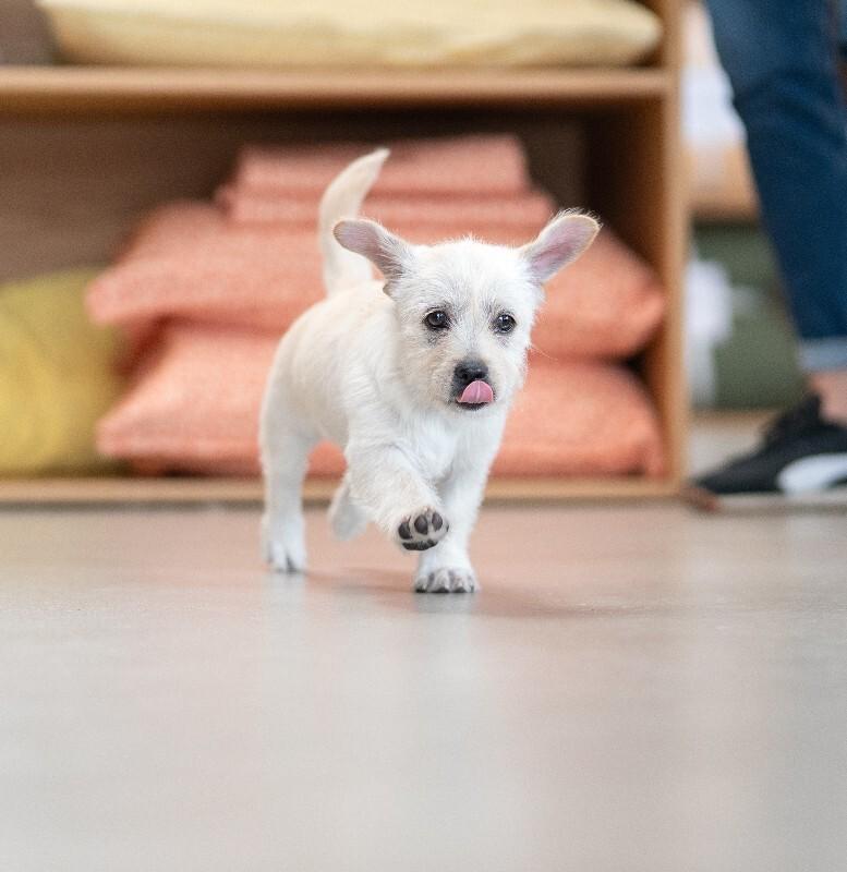 Enlarge Sugar, a Adoptable mixed breed in Valley Village, CA image 2/6