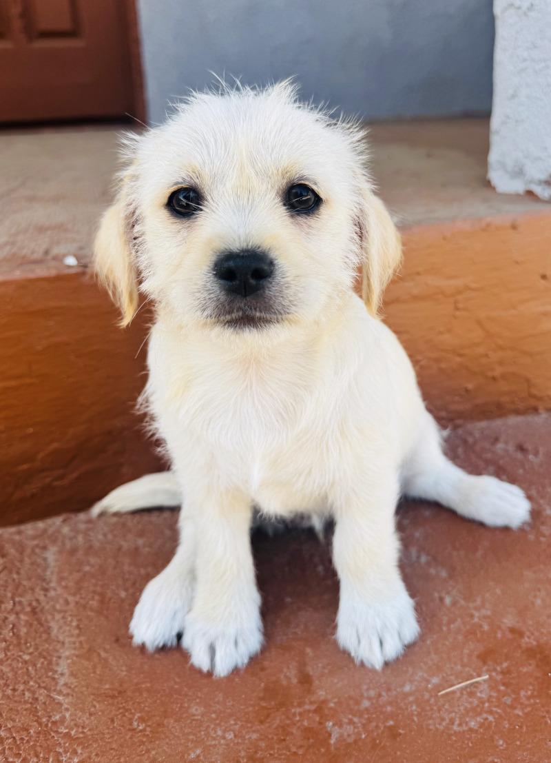 Sugar, Adoptable, Young Female Cairn Terrier & Maltese.