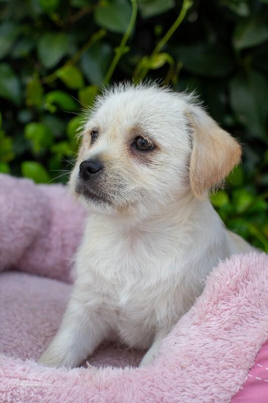 Enlarge Sugar, a Adoptable mixed breed in Valley Village, CA image 2/5