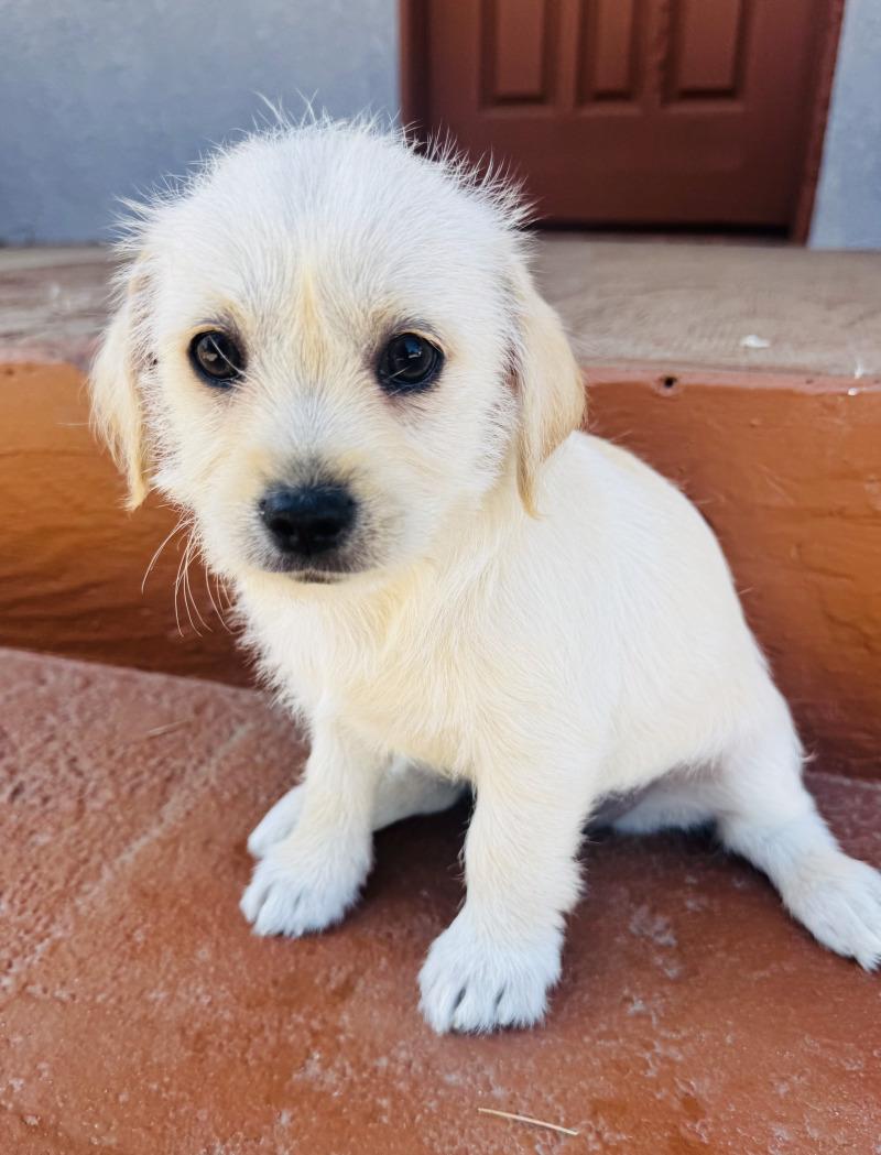 Enlarge Sugar, a Adoptable mixed breed in Valley Village, CA image 3/5