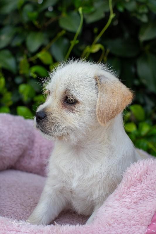 Enlarge Sugar, a Adoptable mixed breed in Valley Village, CA image 4/5