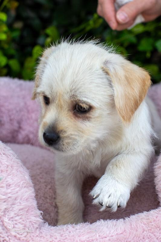 Enlarge Sugar, a Adoptable mixed breed in Valley Village, CA image 5/5