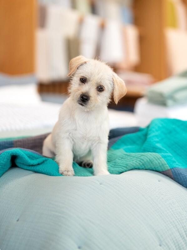 Enlarge Sugar, a Adoptable mixed breed in Valley Village, CA image 6/6