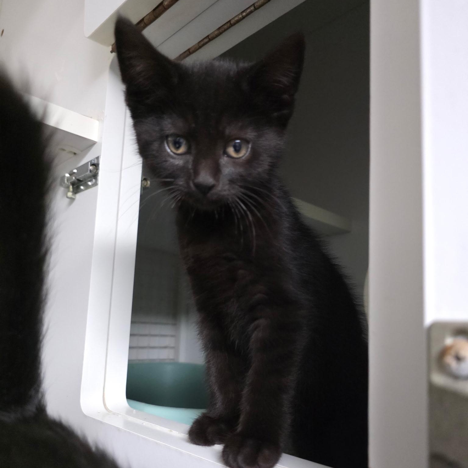 Enlarge Ogun, Ori, Oko, Oba, Oya, & Olumo, an adopted Domestic Short Hair in College Park, MD image 3/6