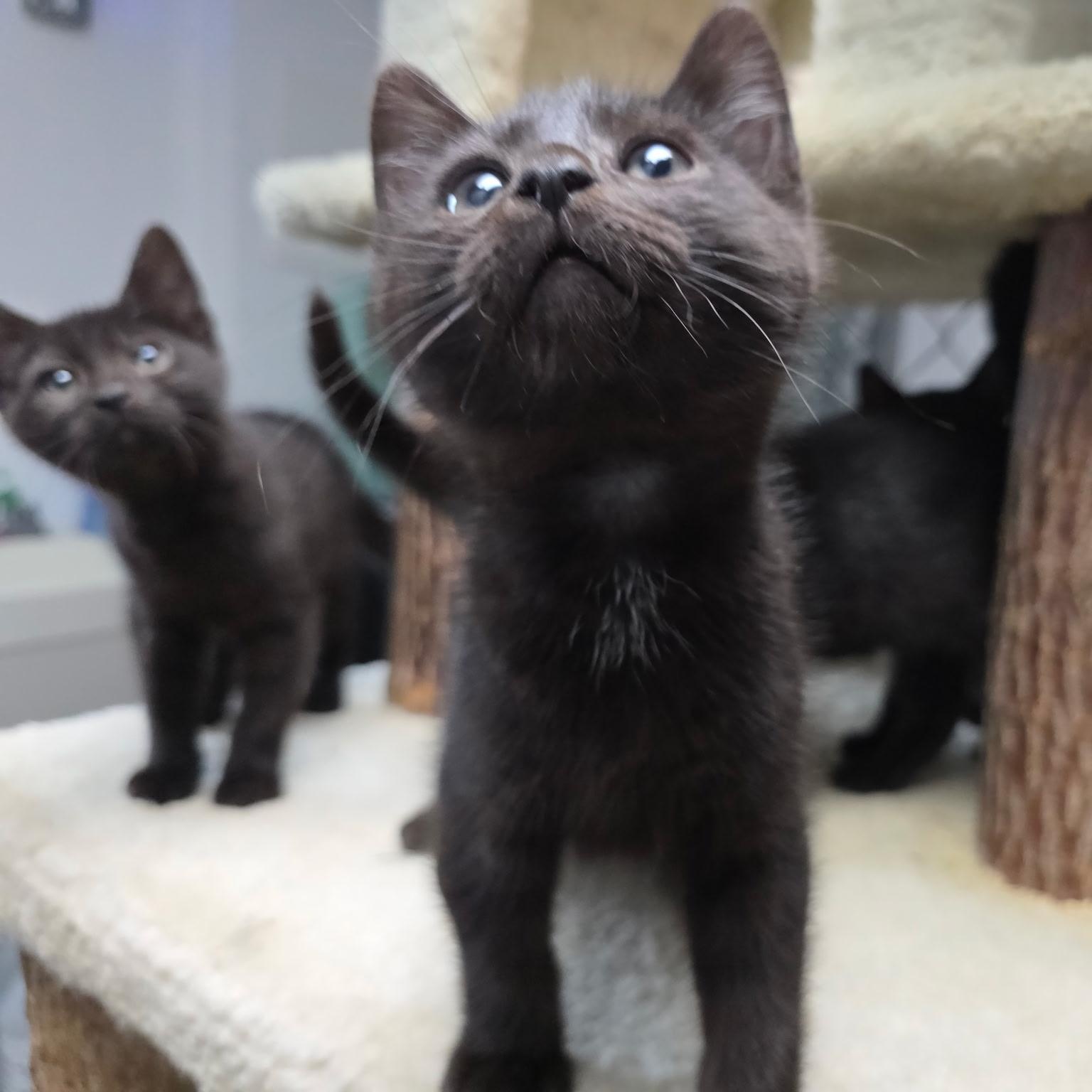 Enlarge Ogun, Ori, Oko, Oba, Oya, & Olumo, an adopted Domestic Short Hair in College Park, MD image 4/6