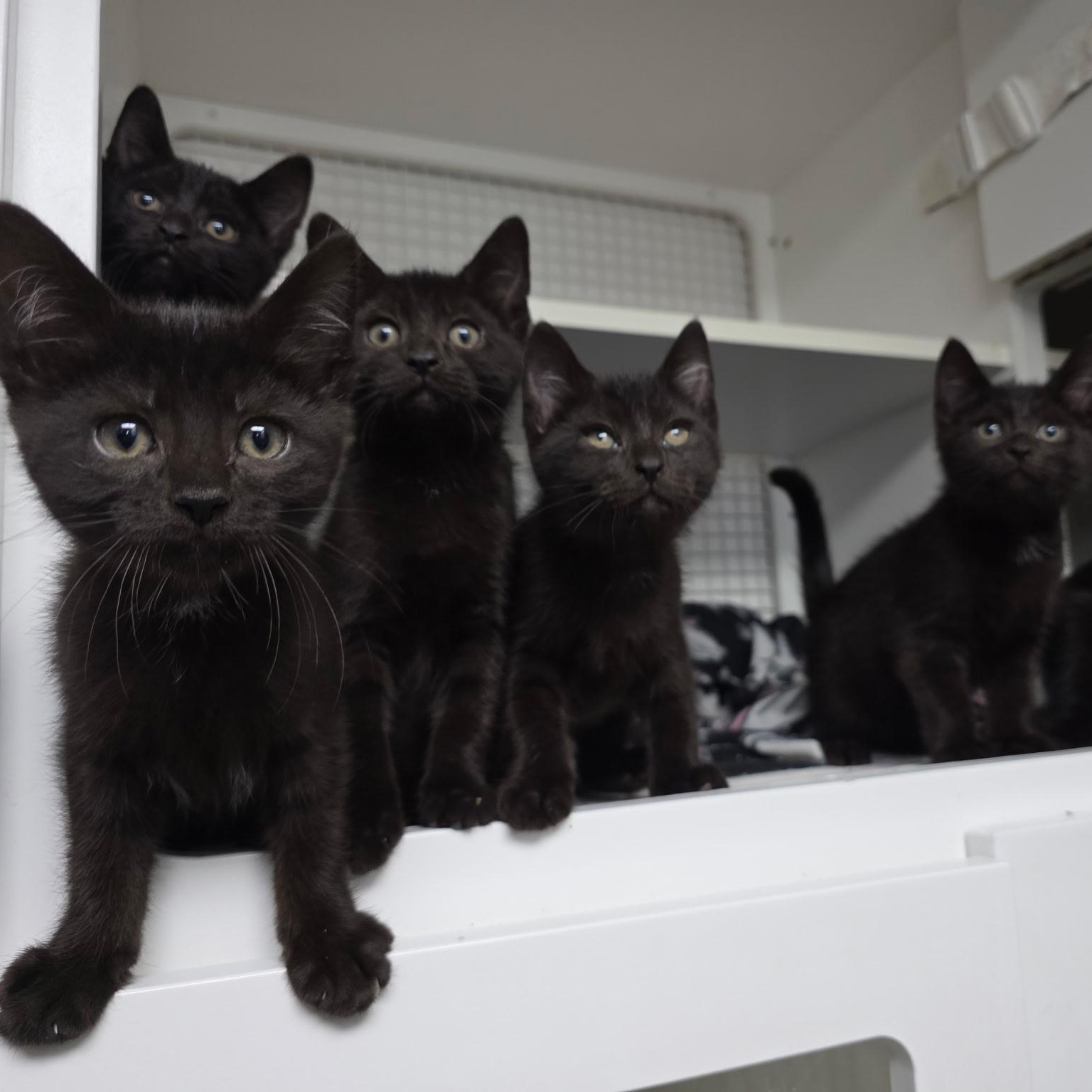 Enlarge Ogun, Ori, Oko, Oba, Oya, & Olumo, an adopted Domestic Short Hair in College Park, MD image 1/6