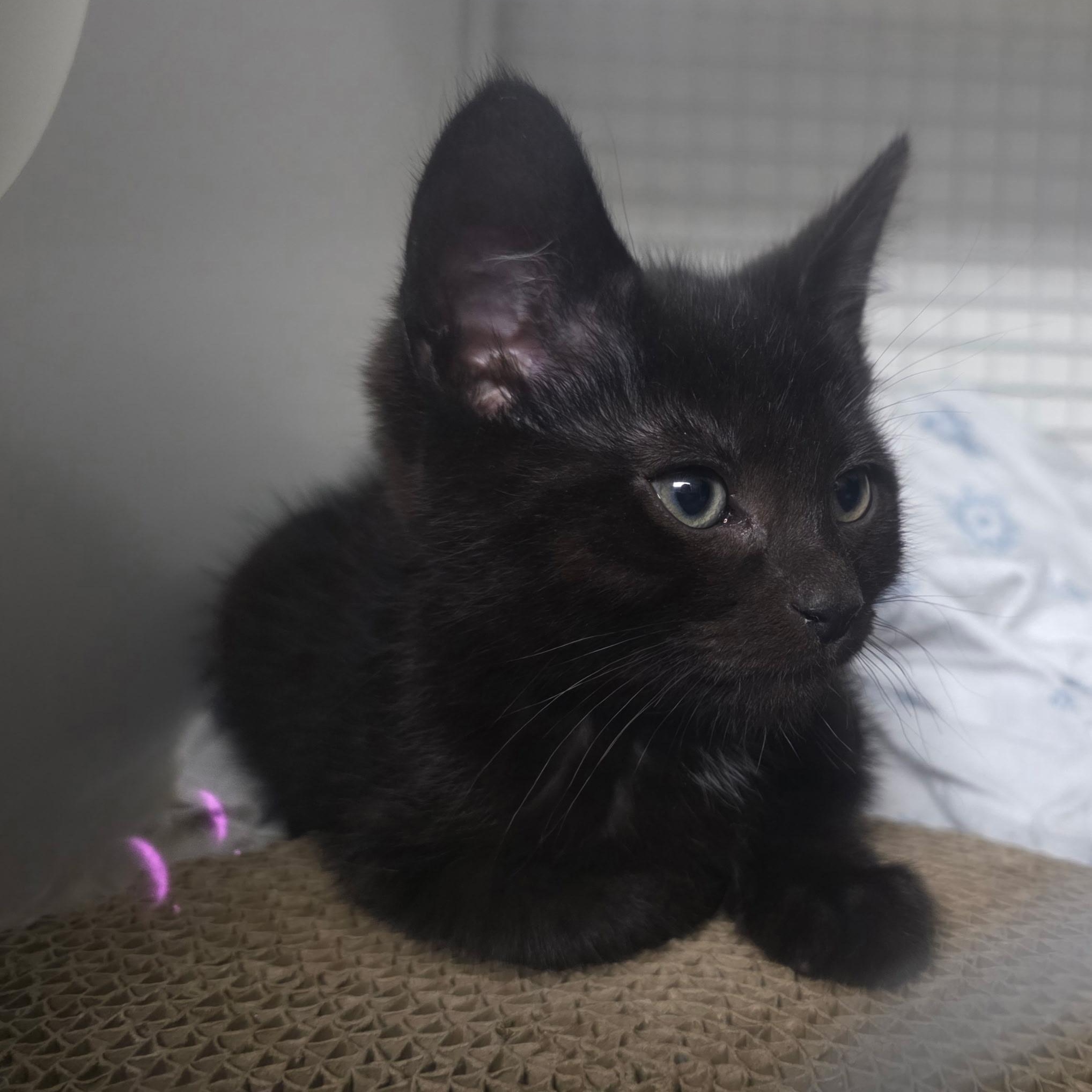 Enlarge Ogun, Ori, Oko, Oba, Oya, & Olumo, an adopted Domestic Short Hair in College Park, MD image 5/6