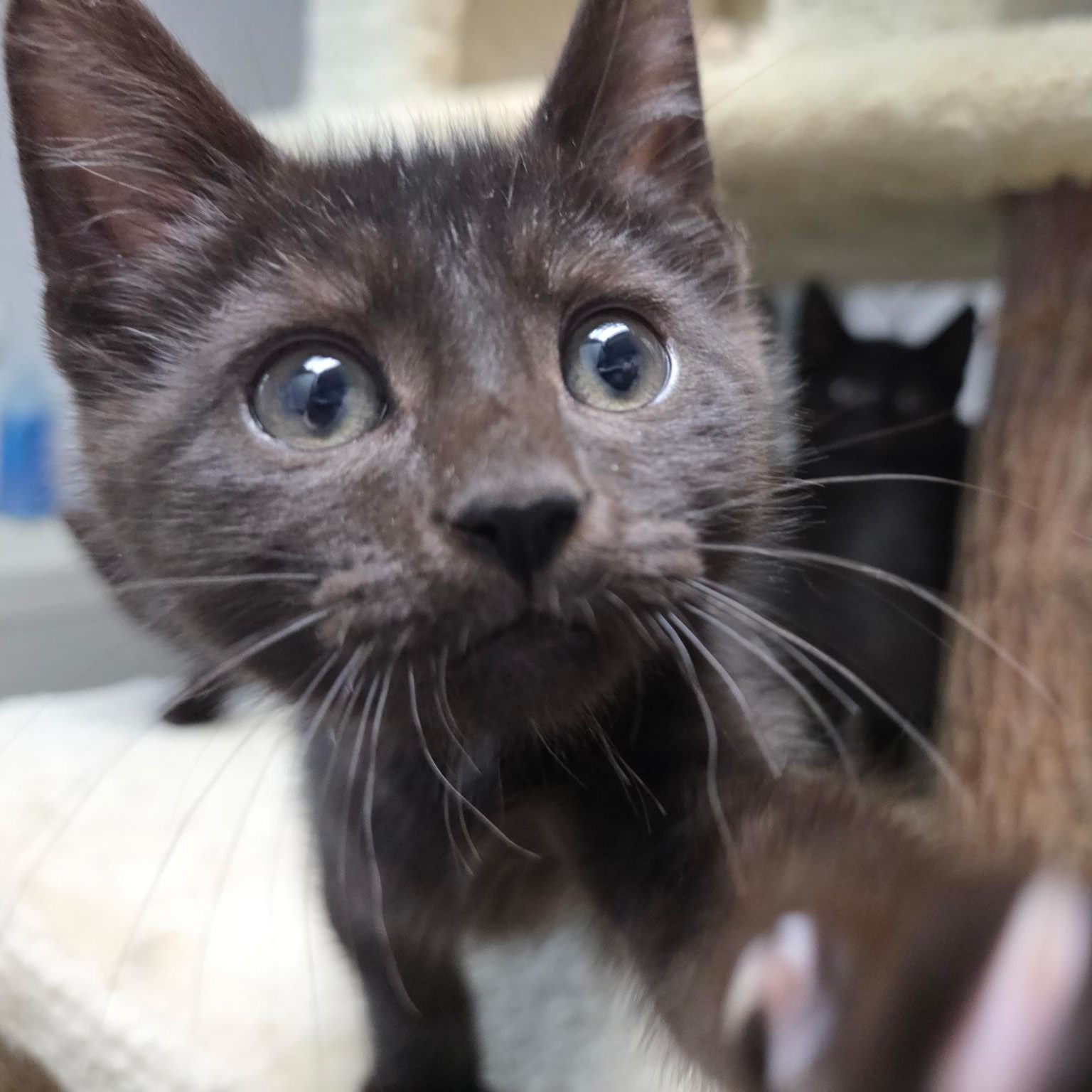 Enlarge Ogun, Ori, Oko, Oba, Oya, & Olumo, an adopted Domestic Short Hair in College Park, MD image 2/6