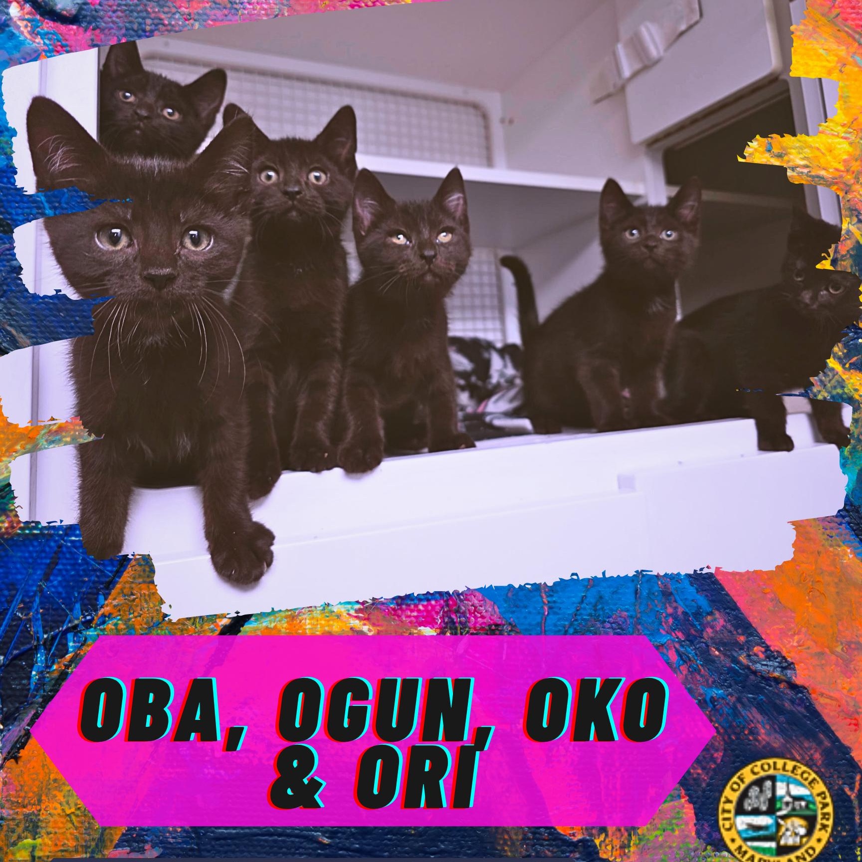 Enlarge Ogun, Ori, Oko, Oba, Oya, & Olumo, an adopted Domestic Short Hair in College Park, MD image 6/6