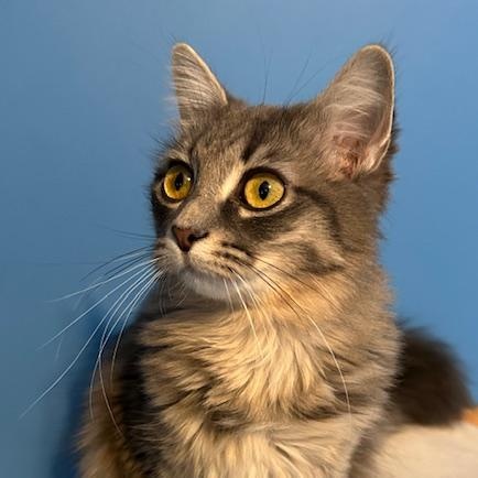 Enlarge Sophia (Bonded with Maximus), an adopted Domestic Medium Hair in Hudsonville, MI image 3/3