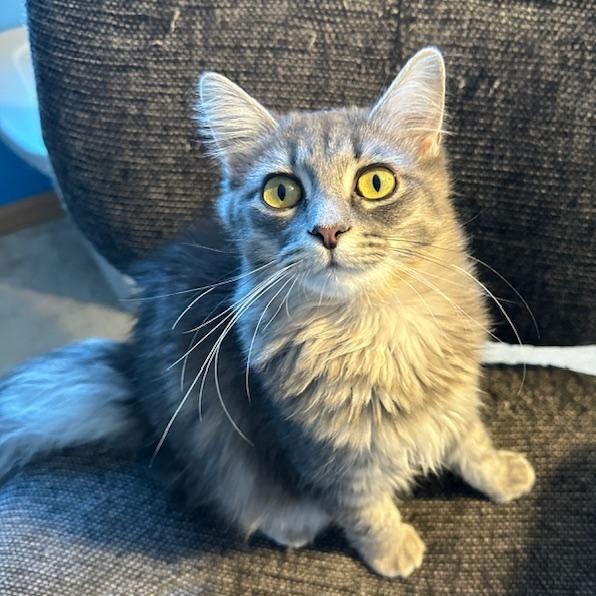 Sophia (Bonded with Maximus), ADOPTABLE, Kitten Female Domestic Medium Hair.