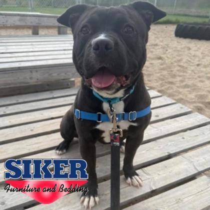 Piper, Adoptable, Young Female Mixed Breed & Mixed Breed.