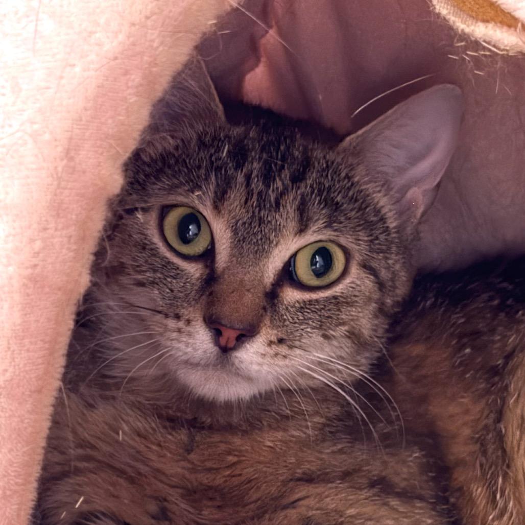Orchard, Adoptable, Adult Female Domestic Short Hair.