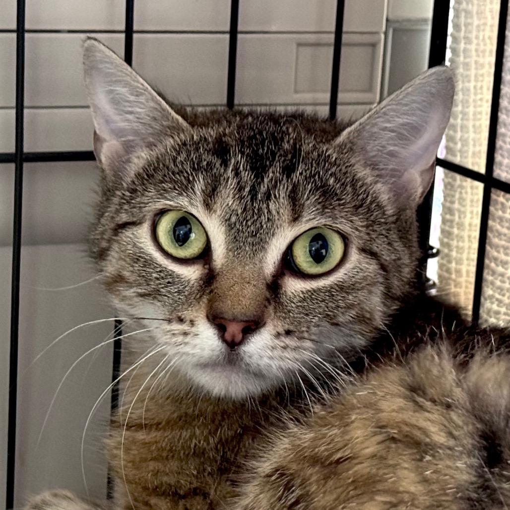 Enlarge Orchard, a Adoptable Domestic Short Hair in Salisbury, MA image 2/2