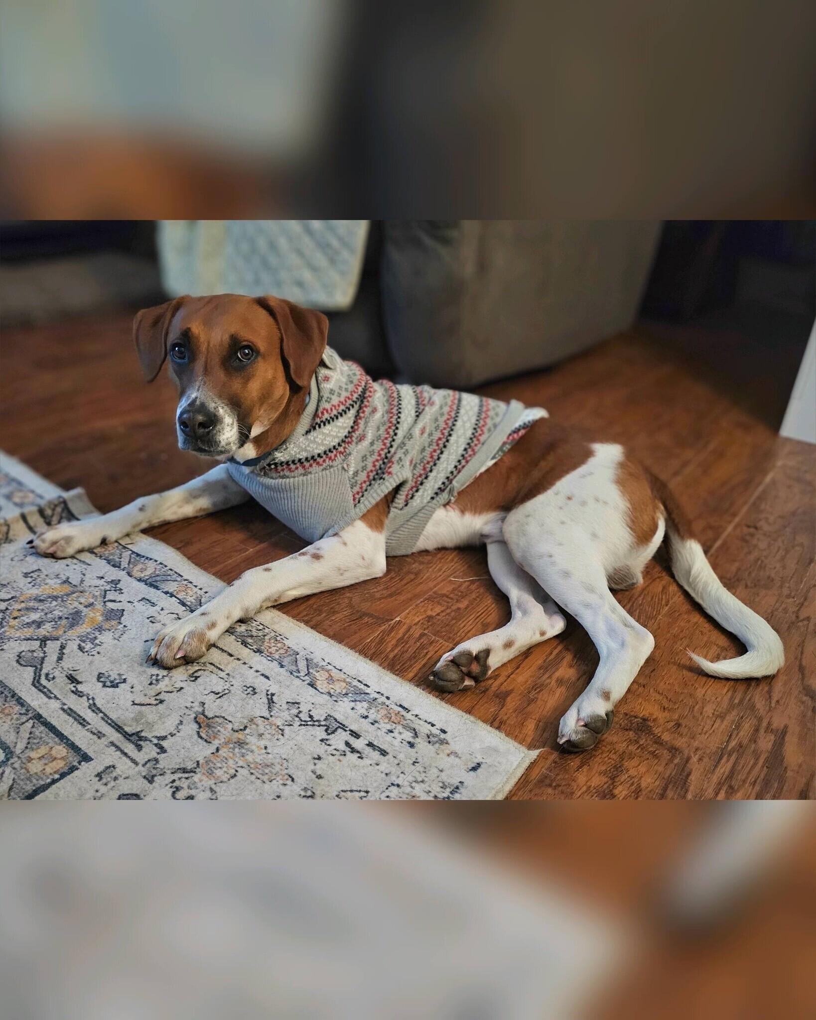 Enlarge Schmitty, an adopted mixed breed in Rensselaer, NY image 3/5