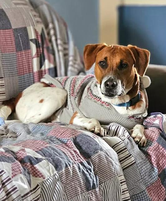 Enlarge Schmitty, an adopted mixed breed in Rensselaer, NY image 5/5