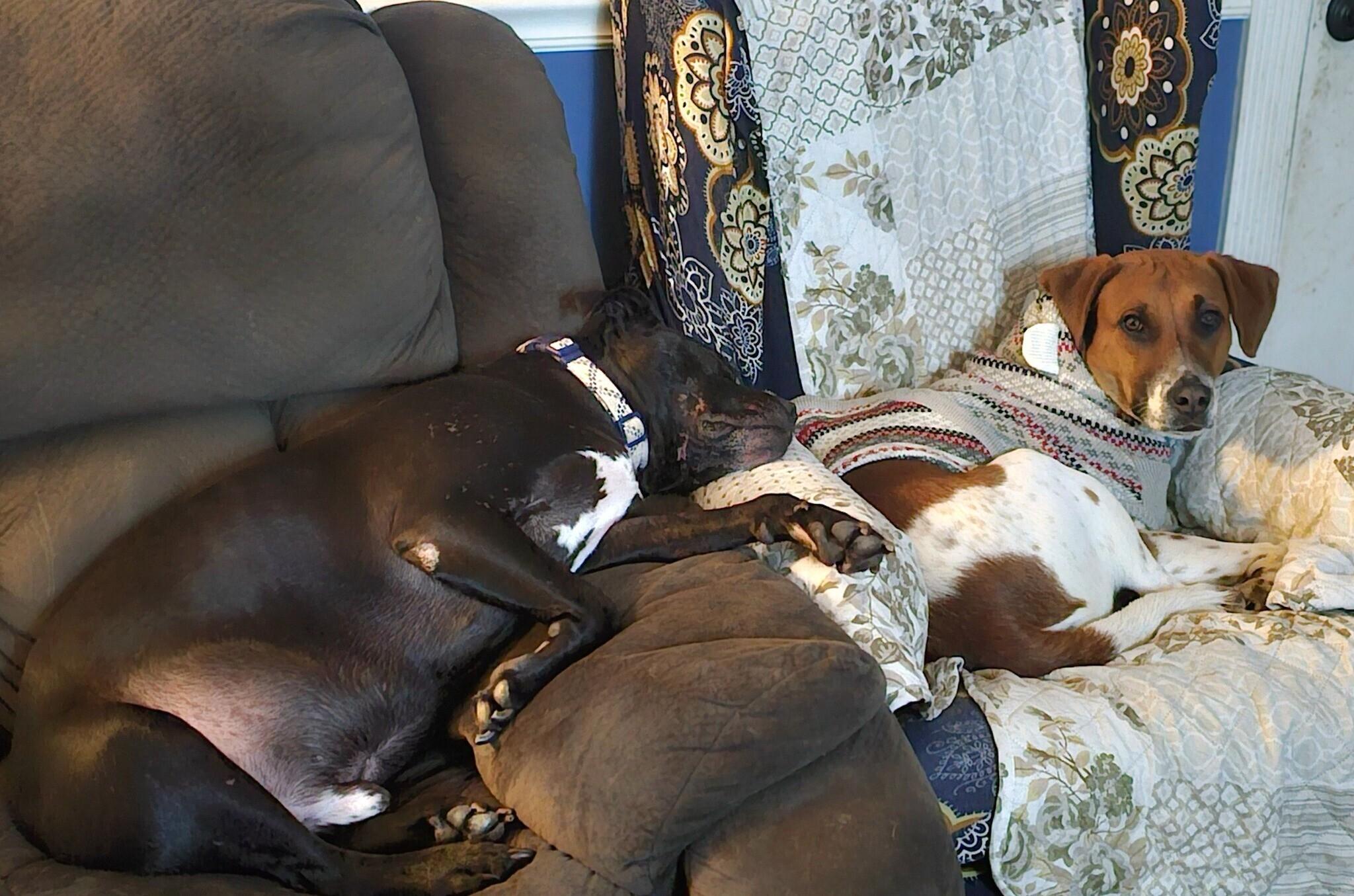 Enlarge Schmitty, an adopted mixed breed in Rensselaer, NY image 2/5