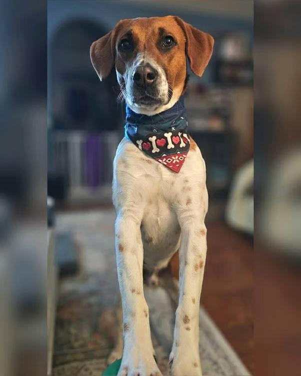 Enlarge Schmitty, an adopted mixed breed in Rensselaer, NY image 1/5