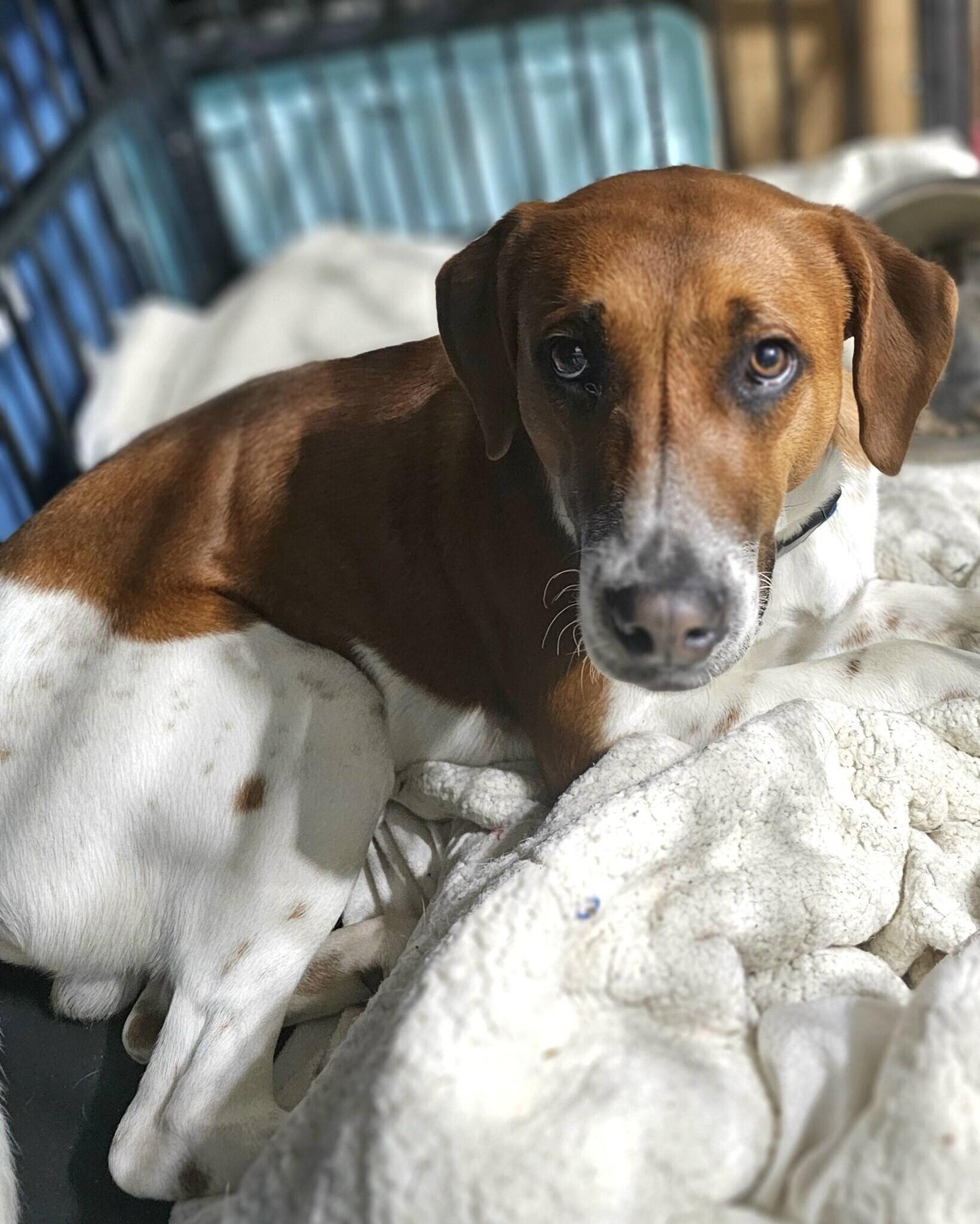 Enlarge Schmitty, an adopted mixed breed in Rensselaer, NY image 4/5