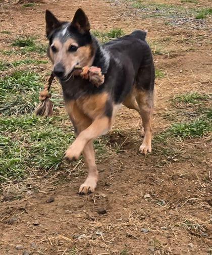 Billabong, Adoptable, Adult Male Australian Cattle Dog / Blue Heeler & Mixed Breed.