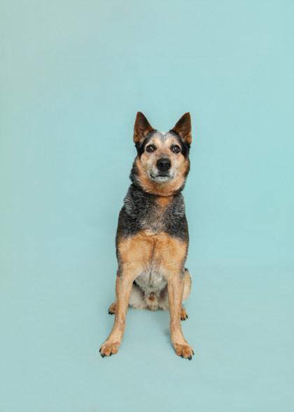 Enlarge Billabong, a Adoptable mixed breed in Sevierville, TN image 2/3