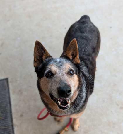Enlarge Billabong, a Adoptable mixed breed in Sevierville, TN image 3/3