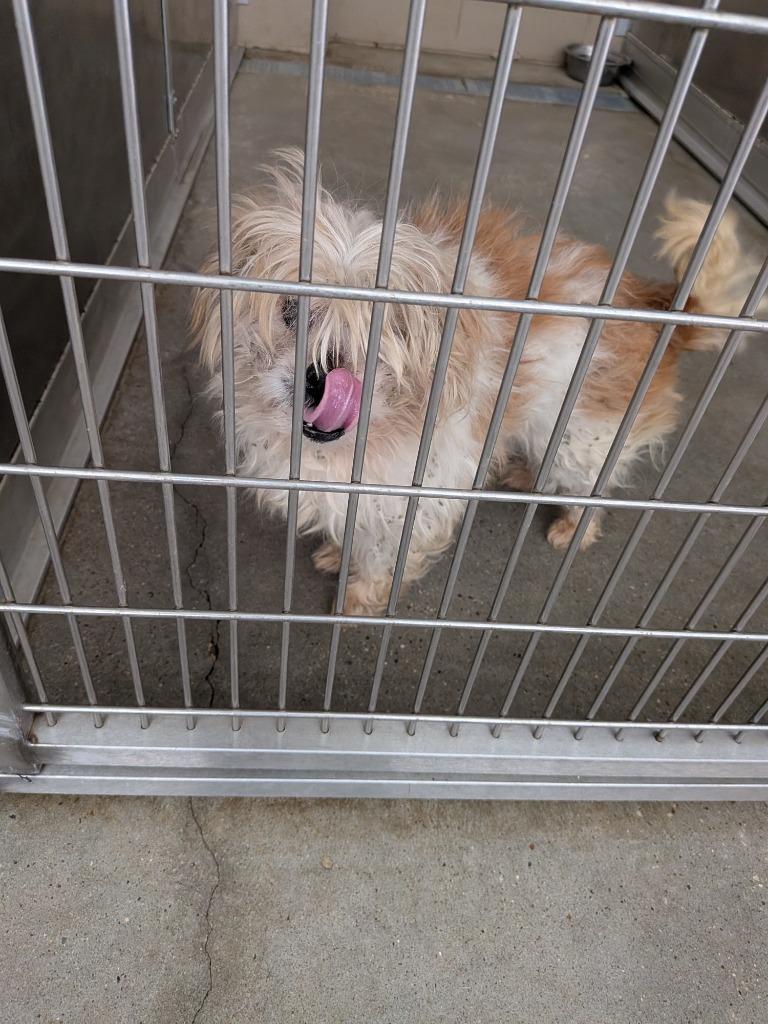 Captain, Adoptable, Senior Male Shih Tzu.